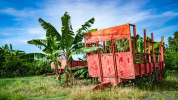 Remorque cane à sucre